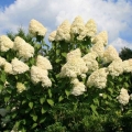 Hydrangea paniculata grandiflora: u pejzažnom dizajnu, sadnji i njezi